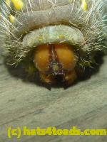 /home//u458753944/public_html/sourcegallery////Insects and small critters/butterflies and moths (Lepidoptera)/P1100274.JPG